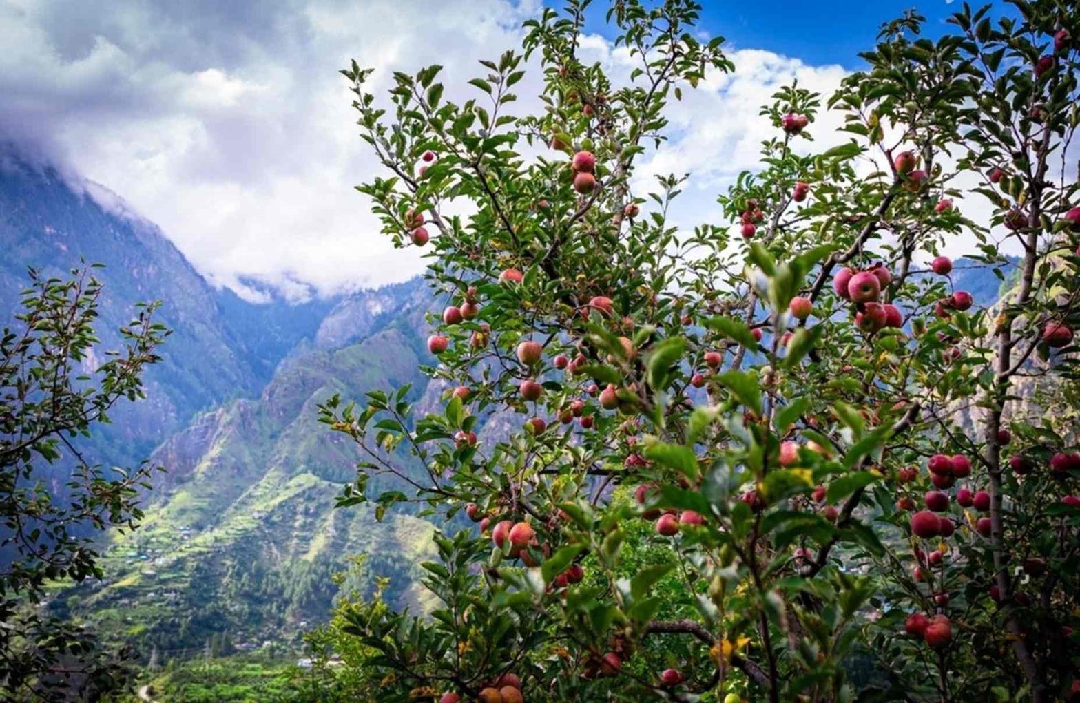Apple orchards in the Arunachal hills