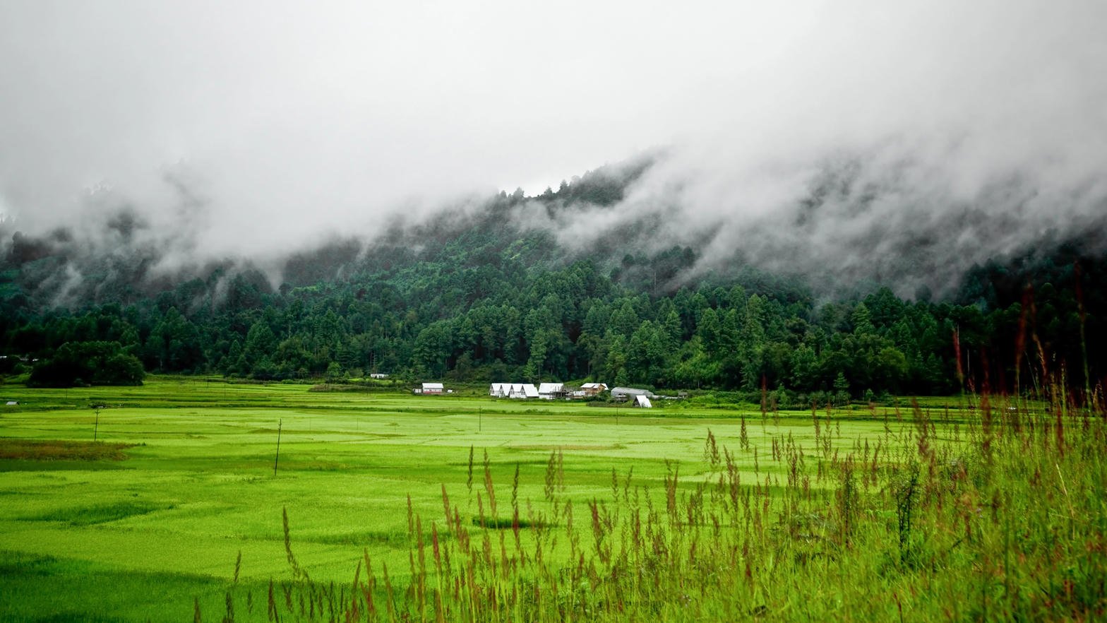 Mist on an Arunachal valley floor