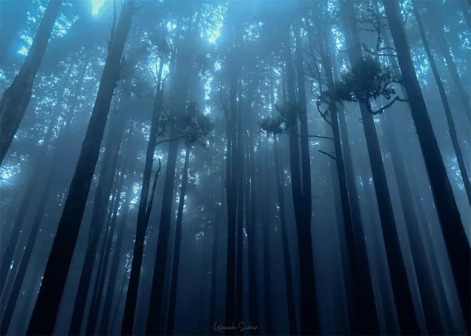 Lepchajagat forest mist