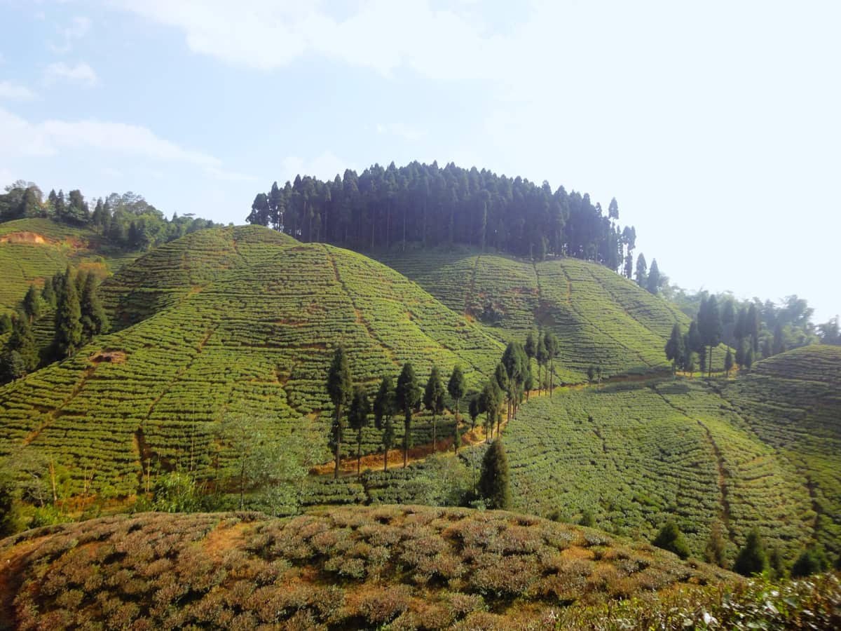 Sittong