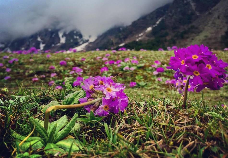 Yumthang primulas