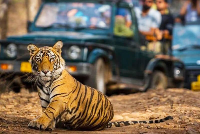 Tiger in Corbett
