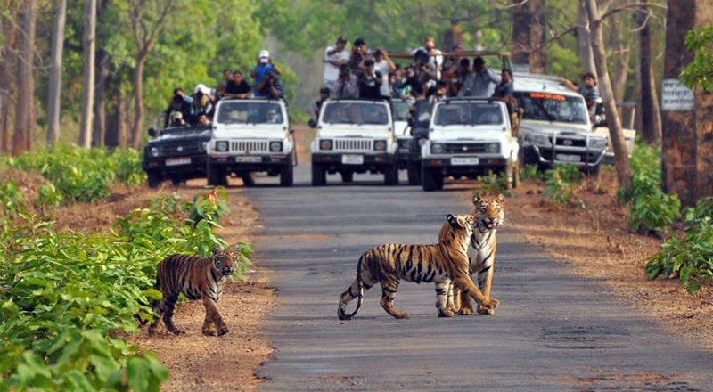 Jeeps on a Corbett track